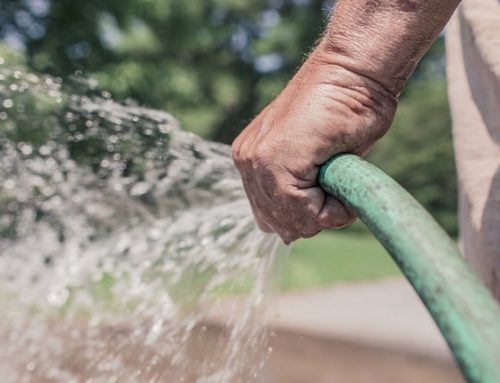 What to do in the garden in June